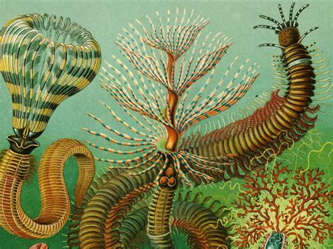 tavola storica di Haeckel che illustra vari invertebrati