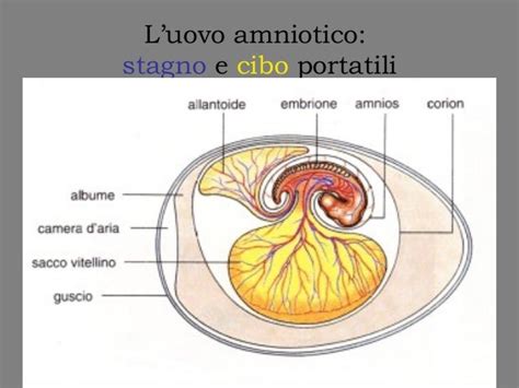 diagramma che confronta l'uovo amniotico e le riserve nutrienti