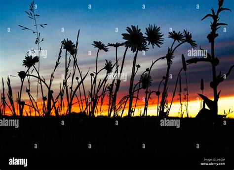 donna in un campo di fiori al tramonto