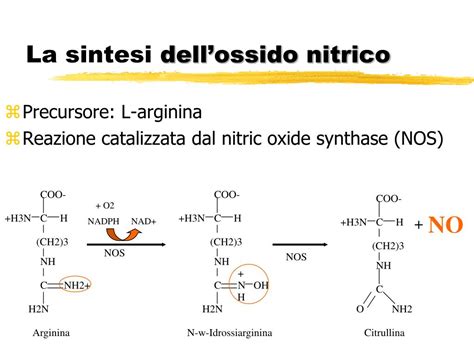 Meccanismo d'azione dell'ossido nitrico nell'erezione