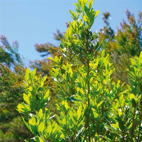 Pianta di Laurus nobilis in un giardino mediterraneo