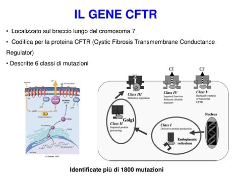 Illustrazione del gene CFTR e delle sue mutazioni