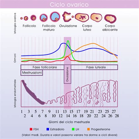 ciclo mestruale e picco ovulatorio