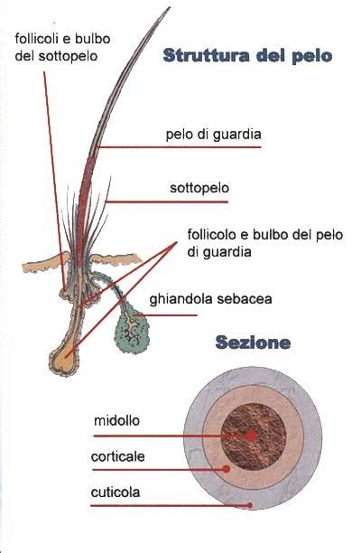 Struttura di un pelo di mammifero