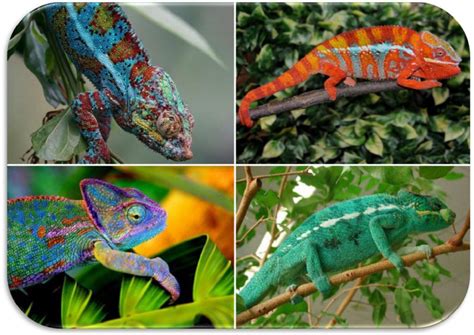 Cambiamento di colore di un camaleonte