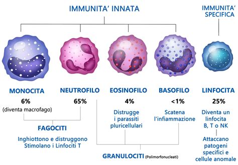 Infografica Sviluppo Immunitario Dalla Nascita