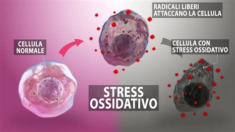Diagramma dello stress ossidativo e gli antiossidanti