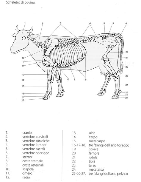 Schema delle strutture anatomiche uterine bovine per l'inseminazione artificiale