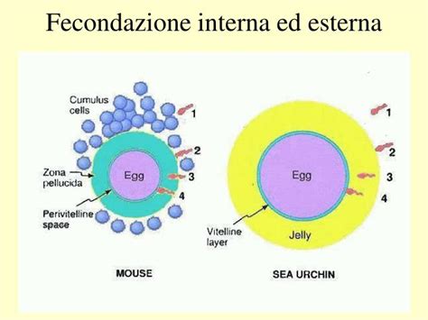 Confronto tra fecondazione interna ed esterna