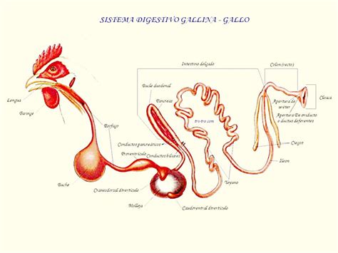 Anatomia riproduttiva di una gallina