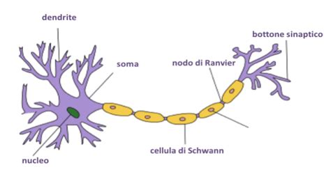 Struttura di un neurone con dendriti in evidenza