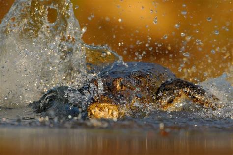 Coccodrillo nel suo habitat naturale