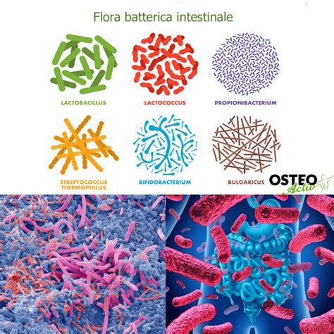 Illustrazione anatomica della vagina e della flora batterica