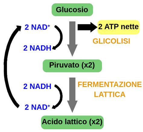 Schema che illustra l'azione dell'acido ialuronico e dell'acido lattico sulla mucosa vaginale