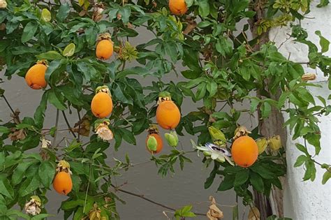 pianta con frutti e fiori