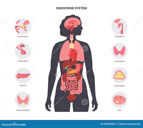 Illustrazione del sistema endocrino e del cervello che interagiscono