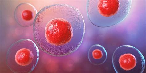 rappresentazione microscopica di cellule staminali emopoietiche