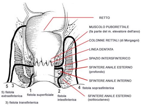 Illustrazione anatomica della regione perianale e genitale nei bambini