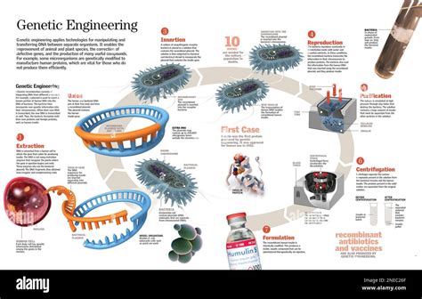 Infografica sulla trasmissione genetica vs. influenza ambientale
