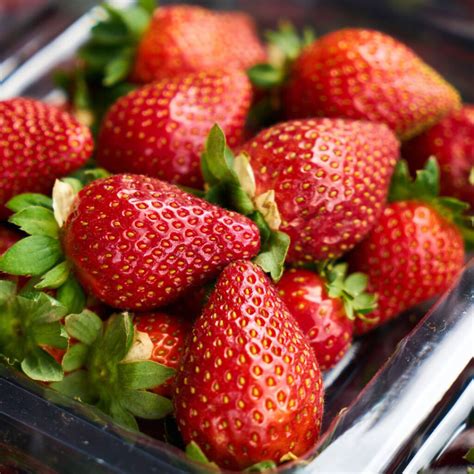 Fragole fresche