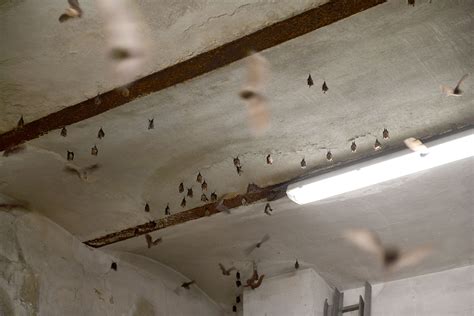 Una colonia di pipistrelli in un rifugio naturale