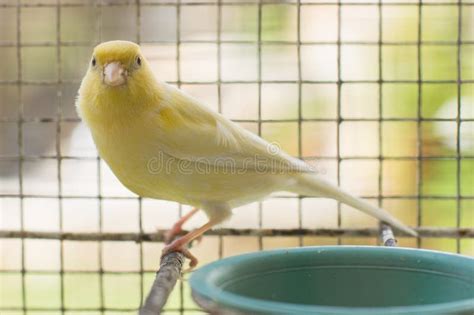 Canarino giallo in gabbia