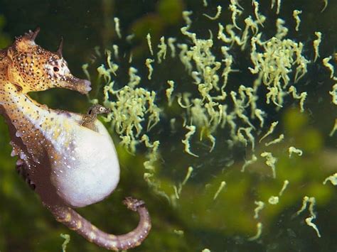 Diagramma del ciclo riproduttivo del cavalluccio marino, mostrando il trasferimento delle uova e la sacca del maschio
