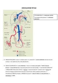 Schema della circolazione fetale