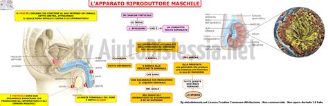 Schema correlazione intestino-apparato riproduttivo