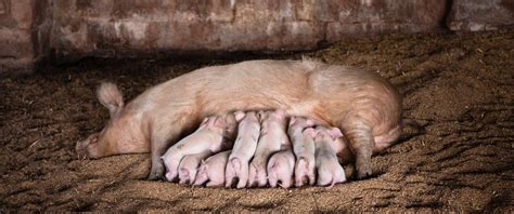 Suinetti che seguono la scrofa in un ambiente naturale