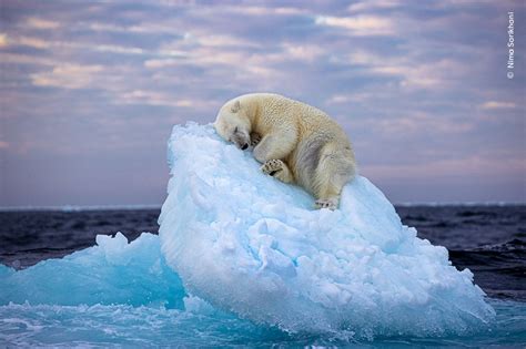 Orso polare con giubbotti termici rubati