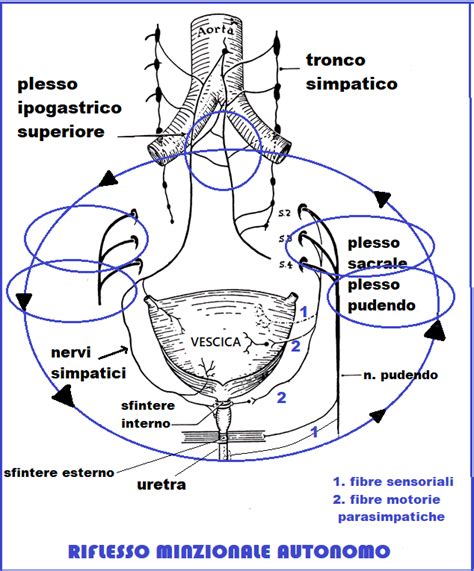 Rappresentazione schematica dell'anatomia della vescica e dei nervi coinvolti nella minzione