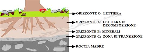 Orizzonti del suolo