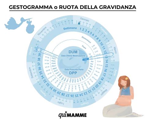 Immagine di un gestogramma o ruota della gravidanza