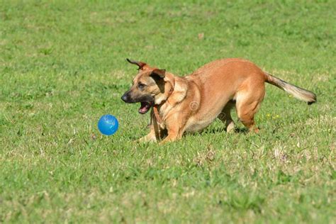 Cane che gioca con una tutina impermeabile