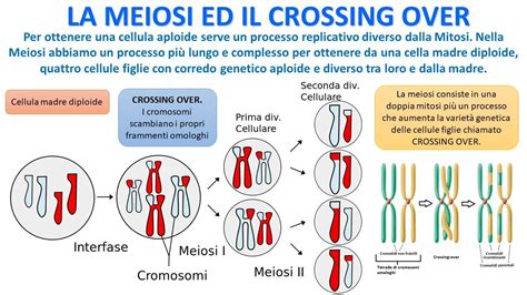 Meiosi e crossing over