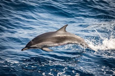Delfino Clymene