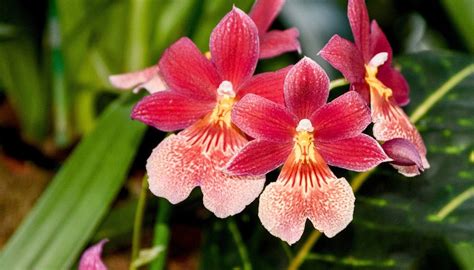 Orchidee ibride