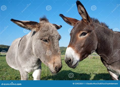 Mule in un campo