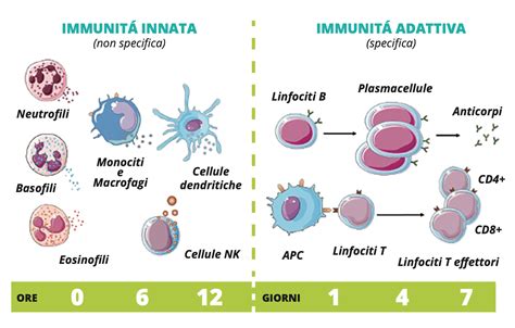Infografica sul sistema immunitario del neonato e il ruolo degli anticorpi del colostro