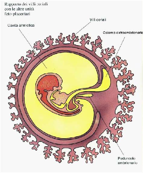 Villi coriali immersi nelle lacune placentari