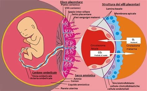 Schema di scambio materno-fetale attraverso la placenta