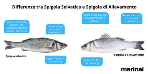 Differenze tra avannotti di allevamento e selvatici