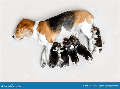 Una mamma cane che allatta i suoi cuccioli in un ambiente protetto