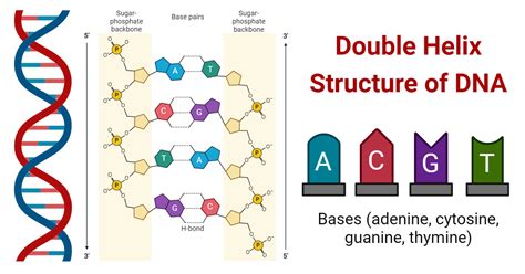 DNA helix structure