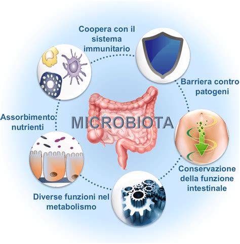schema del microbiota intestinale
