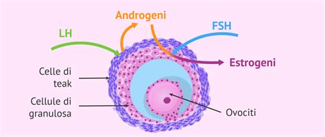 Ormoni femminili fertilità (Estrogeno e LH)