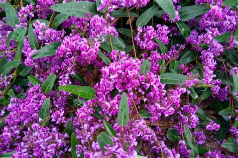 Piante acidofile in fiore