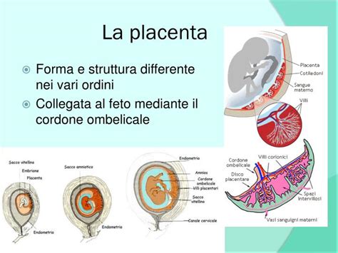 Struttura e Funzione della Placenta
