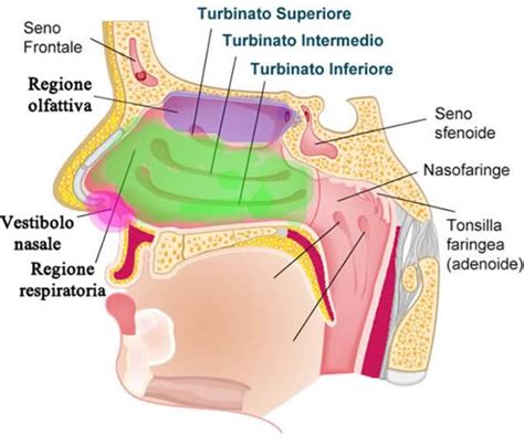 Diagramma che mostra le cavità nasali e l'azione di una soluzione salina